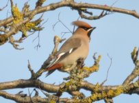 Epsom Waxwing 2.jpg