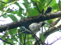 Lovely Fairy-wren.JPG