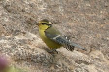 Blue Tit 01 (juv), race degener copy.jpg