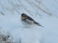 Beddington Farm Snow Bunting 1.jpg