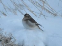 Beddington Farm Snow Bunting 2.jpg