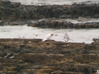 Iceland-Gull-2011_.gif