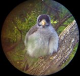 Noisy Miner.jpg