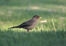 Austral-Thrush1.jpg