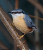 NuthatchperchBK800.jpg