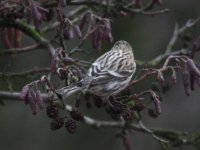 2011-01-30 - 08-45 - Pit_Tip - Redpoll_sp. - 0559.jpg