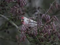 2011-01-30 - 08-46 - Pit_Tip - Redpoll_sp. - 0587.jpg