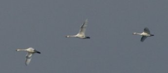 cygne9.JPG