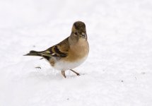 Brambling 3.jpg