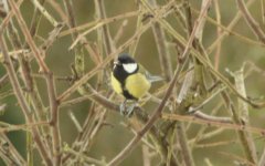 Great Tit.jpg