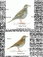 thrush-differences-complete.gif