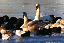swans_3_Dec.gif