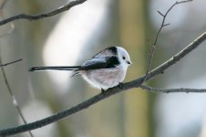 Long-tailed Tit, labanoras.jpg