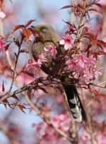 2.LaughingThrush.jpg