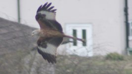 Red Kite.jpg