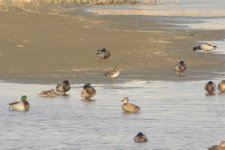 Baikal Teal.jpg