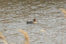 Eurasian Teal.jpg