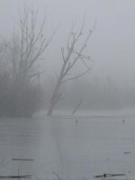 Whitlingham cormorant tree.jpg