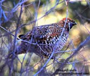 Chinese Grouse fem s.jpg