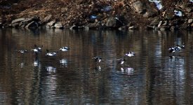 bufflehead3a.jpg