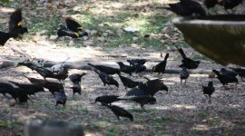 Yellow-shouldered Blackbird 3-small.jpg