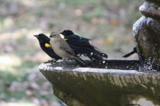 Yellow-shouldered Blackbird and Shiny Cowbird 1-small.jpg
