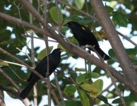 Yellow-shouldered Blackbird 1-small.jpg