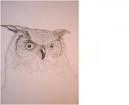 owl(3)_207945.jpg