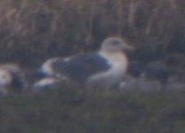 Rainham Marshes RSPB Slaty Backed Gull 1.jpg