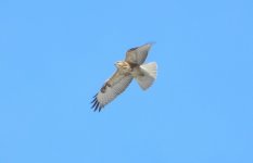 Common Buzzard.jpg