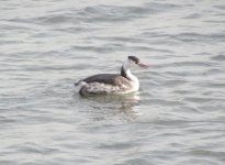 Great-crested Grebe.jpg