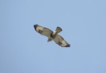 Rough-legged Hawk.jpg