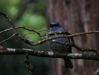 Dusky_Blue_Flycatcher_Hakagala_170710.jpg