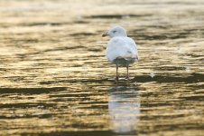 leucistic_herring_gull-00012.jpg