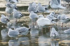 leucistic_herring_gull-00020.jpg