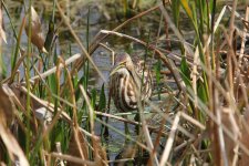 american bittern wakodahatchee, delray beach, Florida 1-2011 v71075.jpg