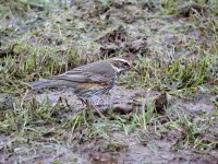 IMG_0641_Redwing.jpg