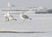 Heuglin's Gull.jpg