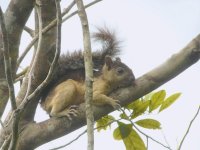 Variegated Squirrel - Summit Metropolitan Park, Panama - copyright by Blake Maybank.jpg