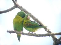 Orange-chinned Parakeets - Summit Metropolitan Park, Panama - copyright by Blake Maybank.jpg