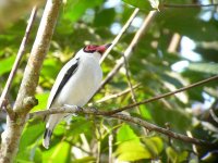 Masked Tityra - Summit Metropolitan Park, Panama - copyright by Blake Maybank.jpg