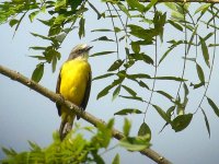 Gray-capped Flycatcher -  Achiote Road - copyright by Blake Maybank.jpg