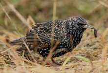 starling-with-caterpillar.jpg