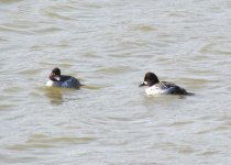 Common Goldeneye.jpg