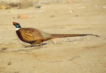 Common Pheasant.jpg