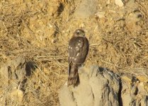 Eurasian Sparrowhawk.jpg