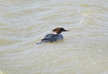 Red-breasted Merganser.jpg