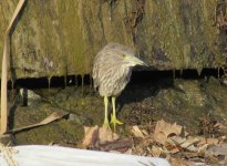 Black-crowned Night Heron.jpg