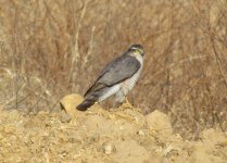 Eurasian Sparrowhawk.jpg