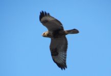 Rough-legged Buzzard.jpg